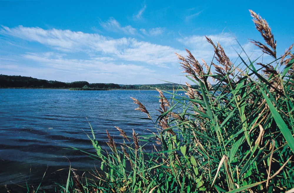 Lieu de pêche Lac de marcenay - Marcenay (21 - Côte d'Or)