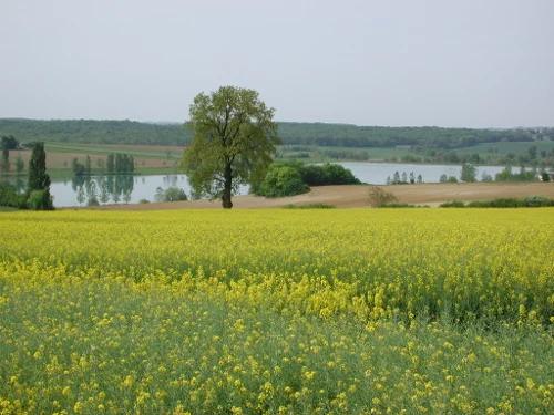 Lieu de pêche Lac de lambronne - Lamontjoie (47 - Lot et Garonne)