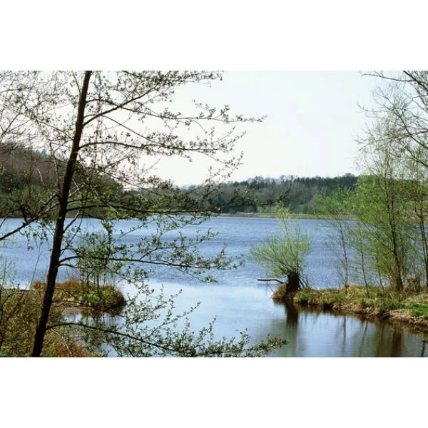 Lieu de pêche Le plan d'eau de reichshoffen - Reichshoffen (67 - Bas Rhin)
