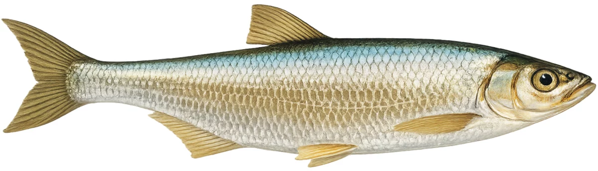 Ablette (Alburnus alburnus)