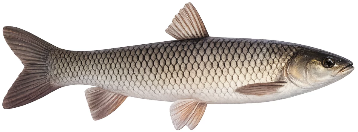 Carpe amour (Ctenopharyngodon idella)