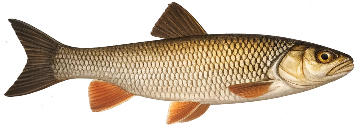Chevesne (Squalius cephalus)