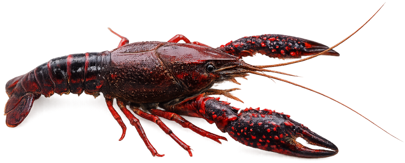 Écrevisse de Louisiane (Procambarus clarkii)