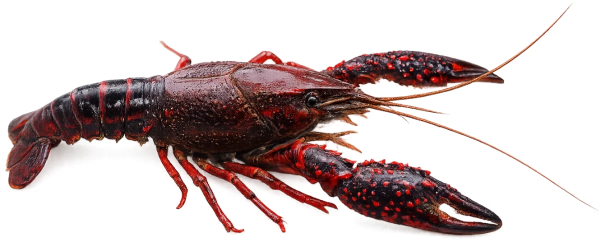 Écrevisse de Louisiane (Procambarus clarkii)