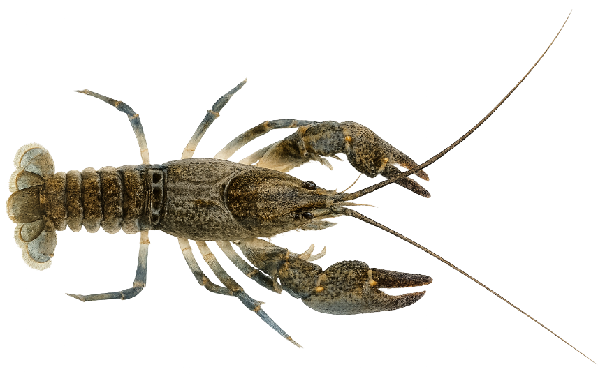 Écrevisse des torrents (Austropotamobius torrentium)