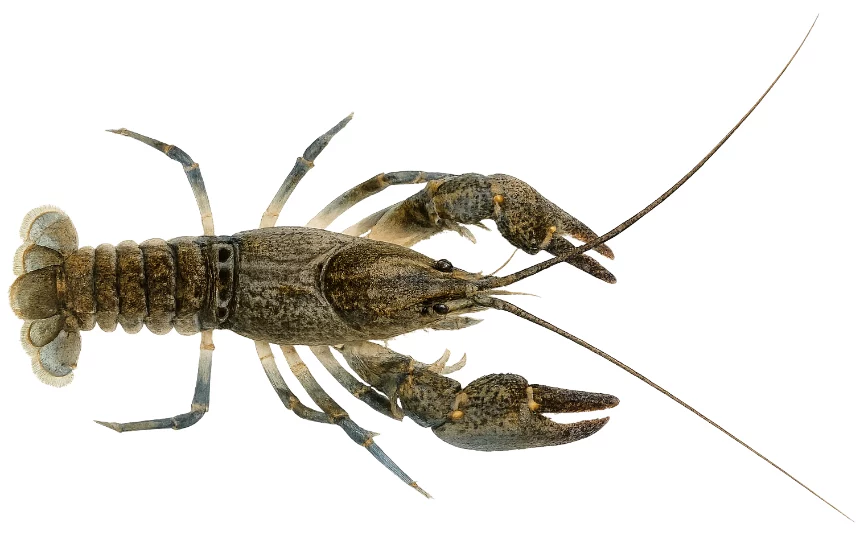 Écrevisse des torrents (Austropotamobius torrentium)