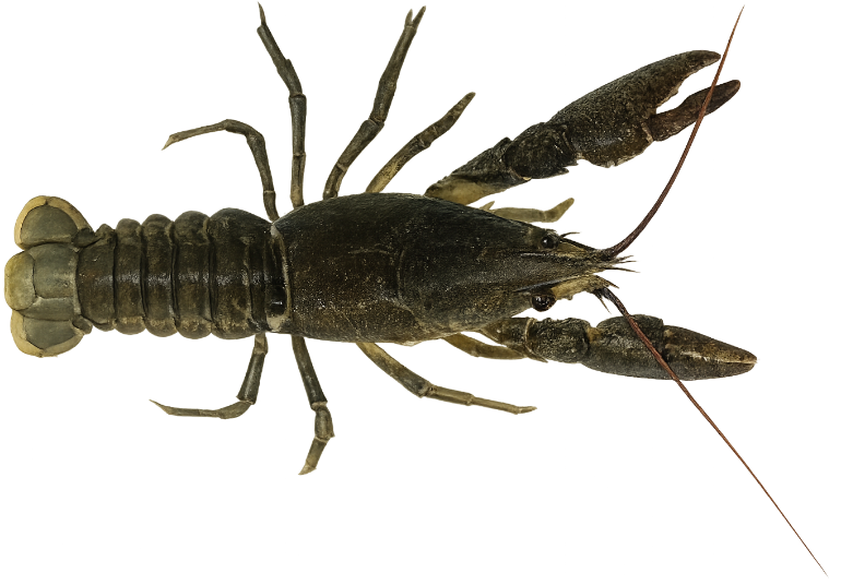 Écrevisse à pattes blanches (Austropotamobius pallipes)