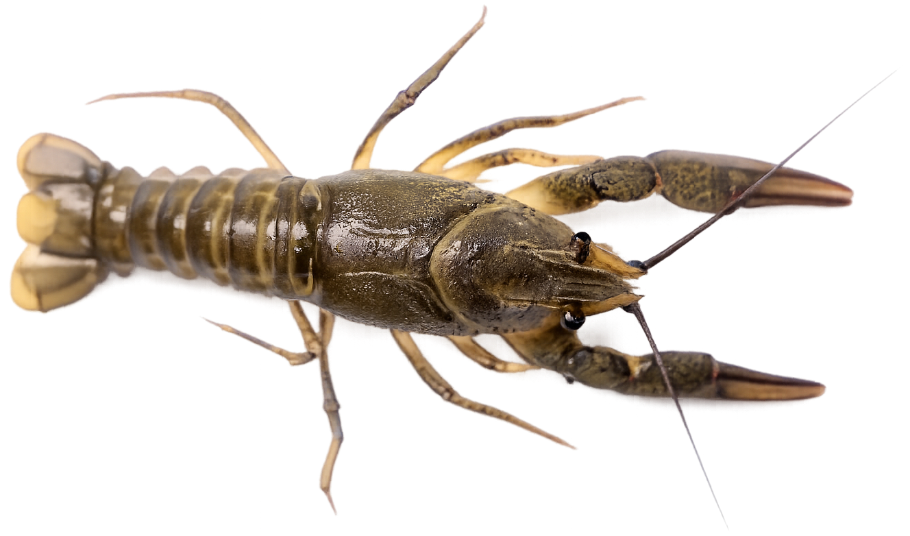 Écrevisse à pattes grêles (Astacus leptodactylus)