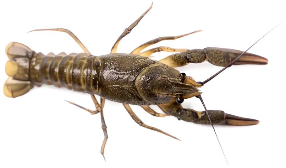 Écrevisse à pattes grêles (Astacus leptodactylus)