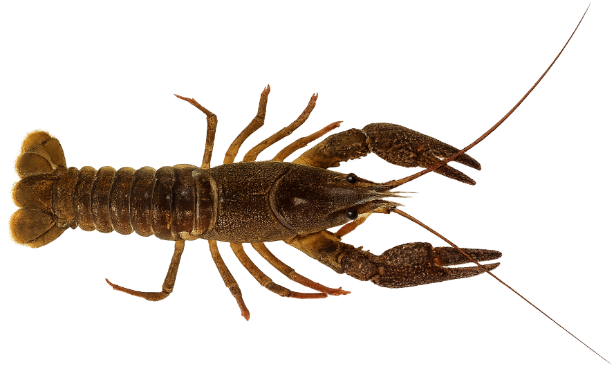 Écrevisse à pattes rouges (Astacus astacus)