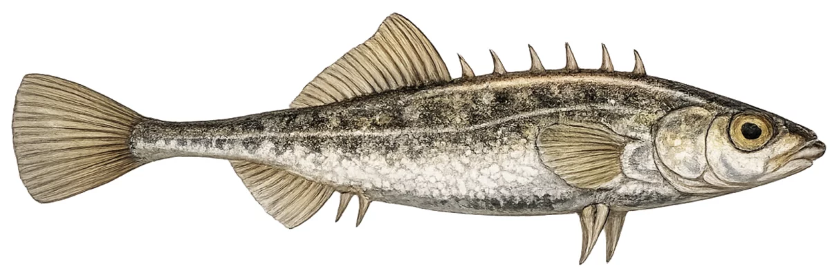 Épinochette (Pungitius pungitius)