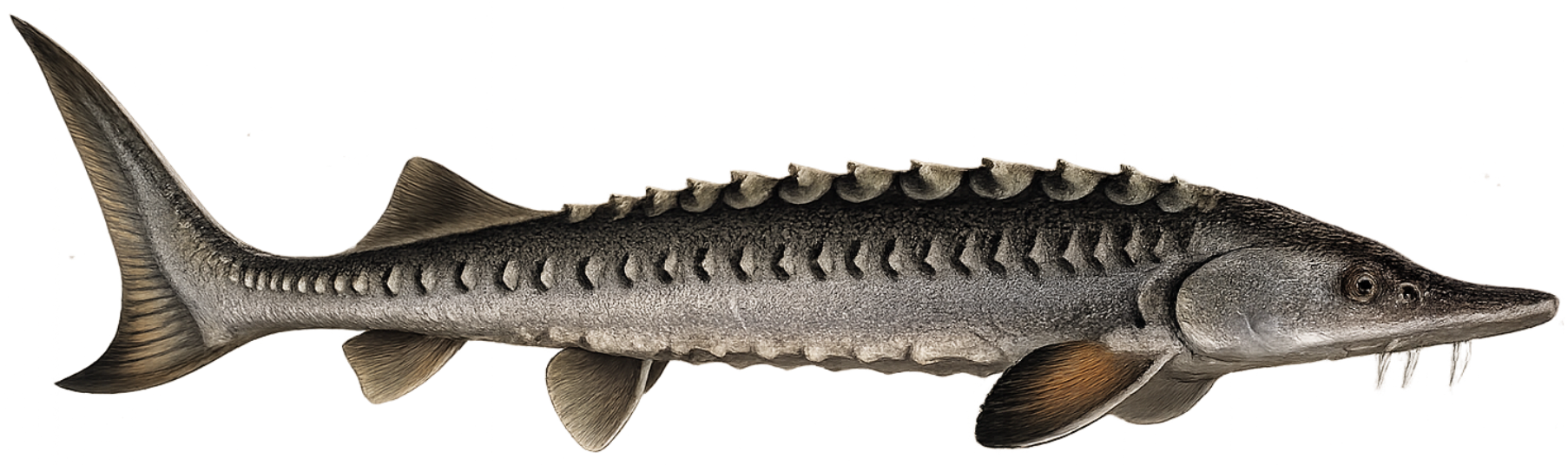 Esturgeon européen (Acipenser sturio)