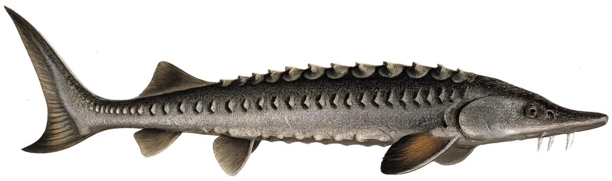 Esturgeon européen (Acipenser sturio)