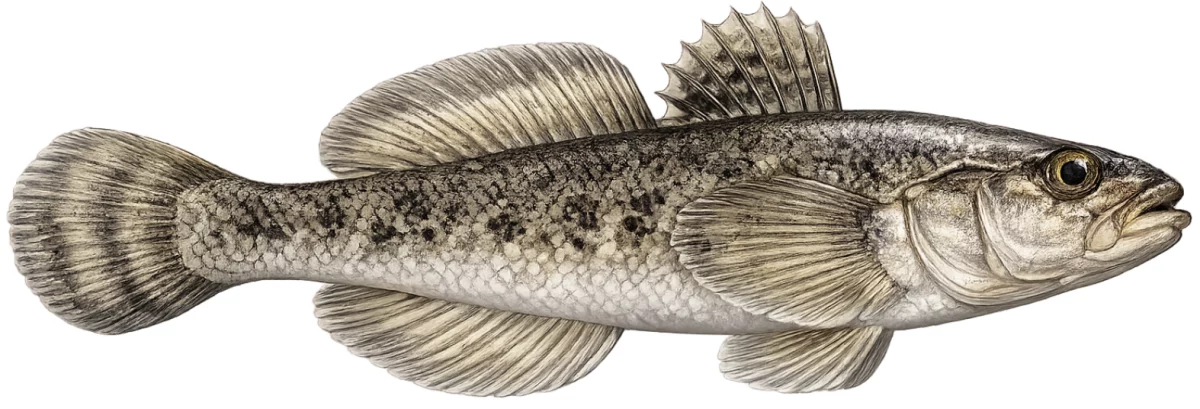 Gobie de Kessler (Ponticola kessleri)