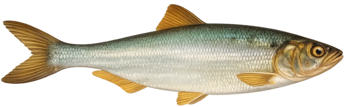 Grande alose (Alosa alosa)