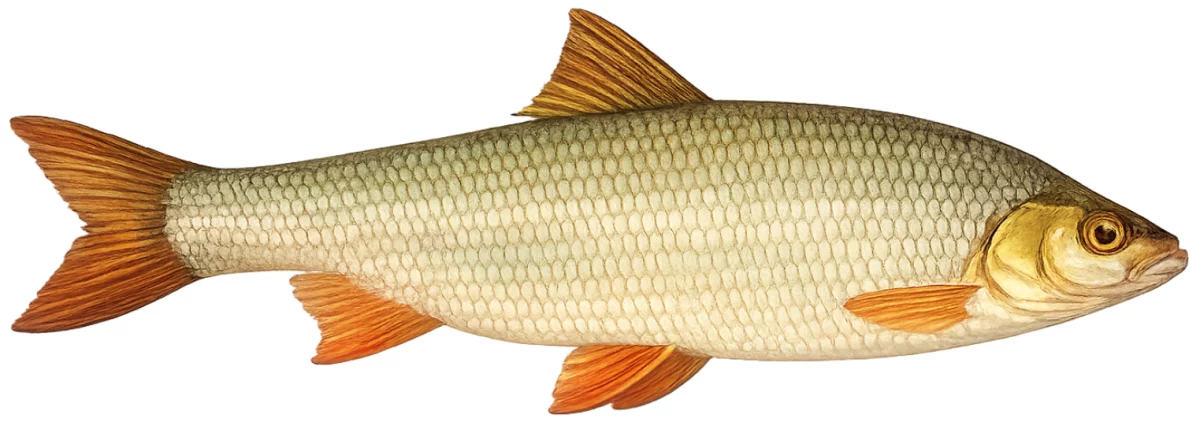 Hotu (Chondrostoma nasus)