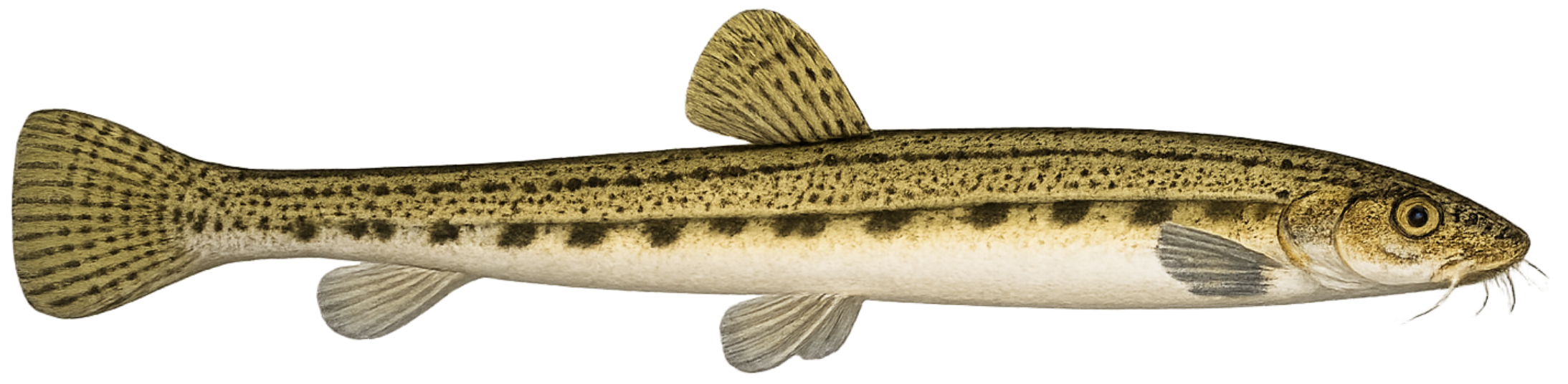 Loche de rivière (Cobitis taenia)