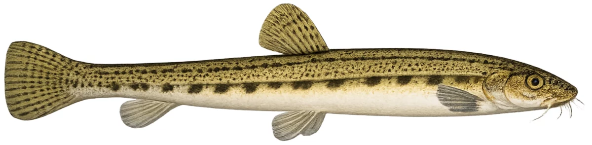 Loche de rivière (Cobitis taenia)