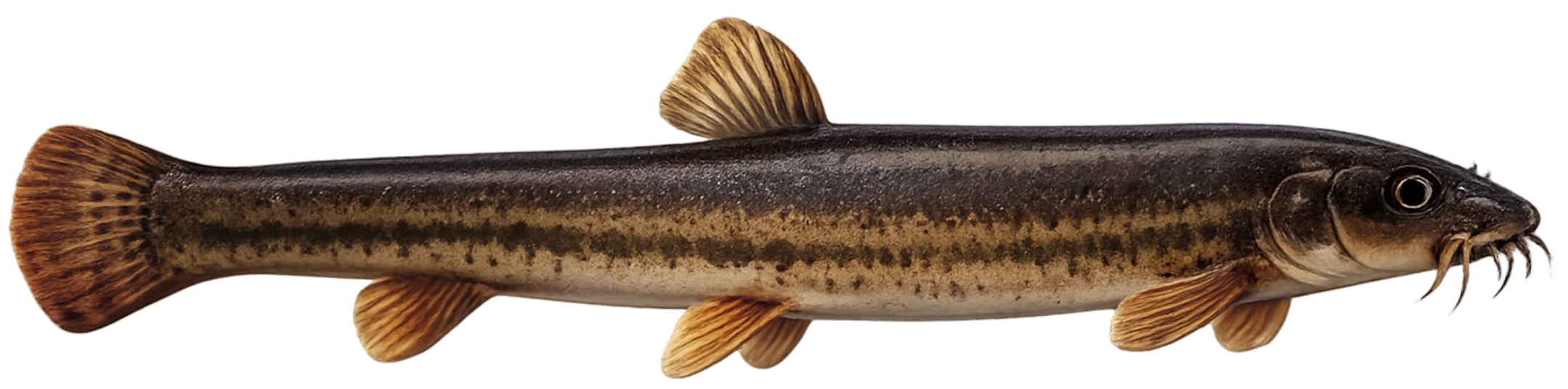 Loche d'étang (Misgurnus fossilis)