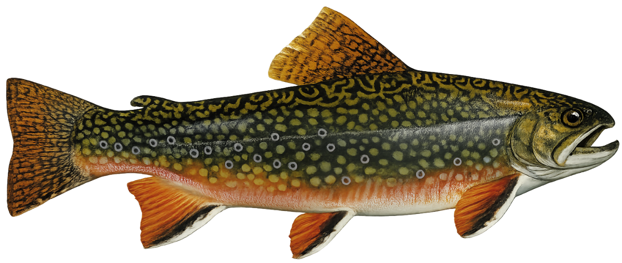 Omble de fontaine (Salvelinus fontinalis)