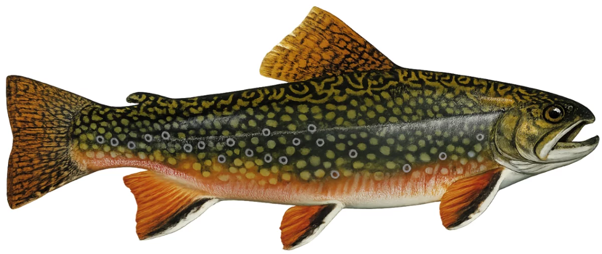 Omble de fontaine (Salvelinus fontinalis)