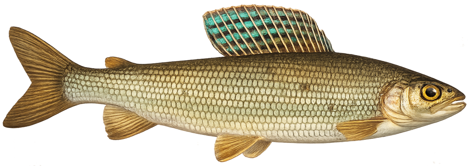 Ombre commun (Thymallus thymallus)