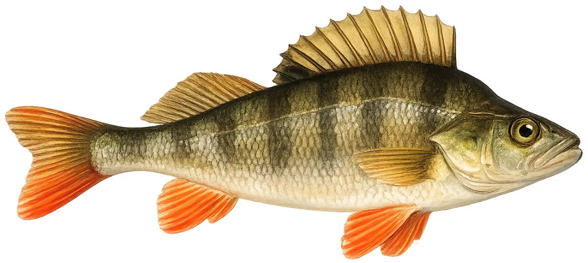 Perche commune (Perca fluviatilis)