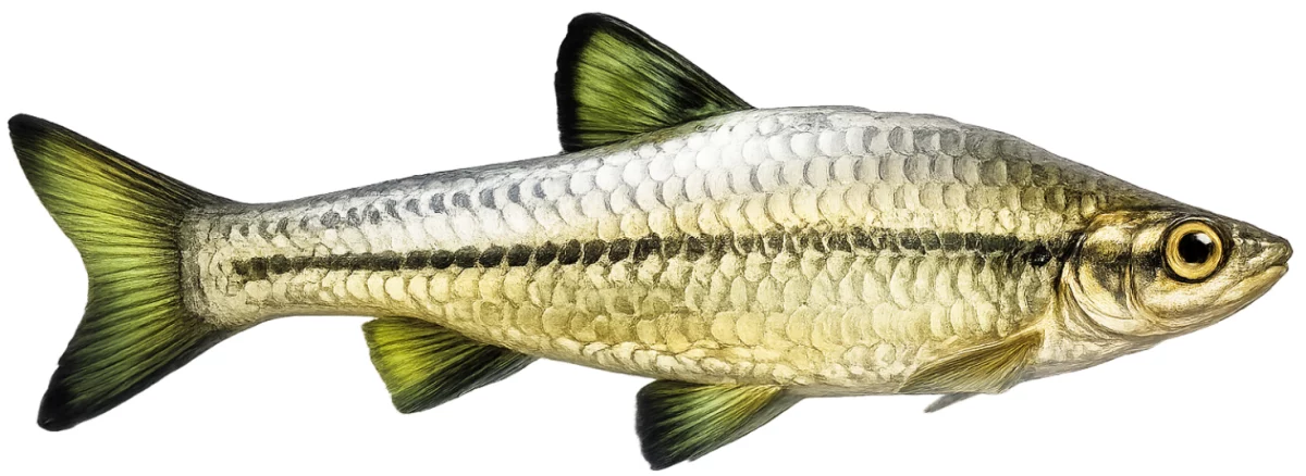 Pseudorasbora (Pseudorasbora parva)