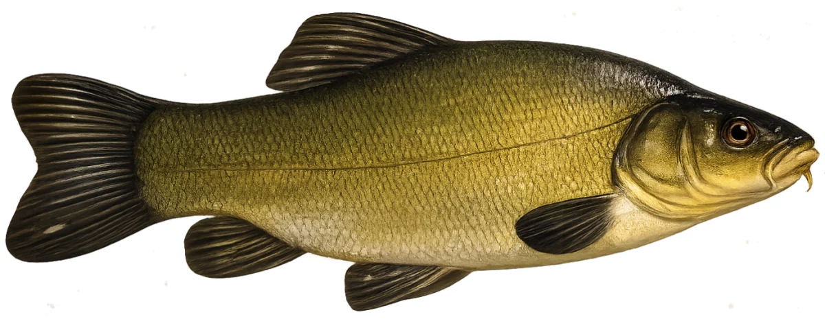 Tanche (Tinca tinca)