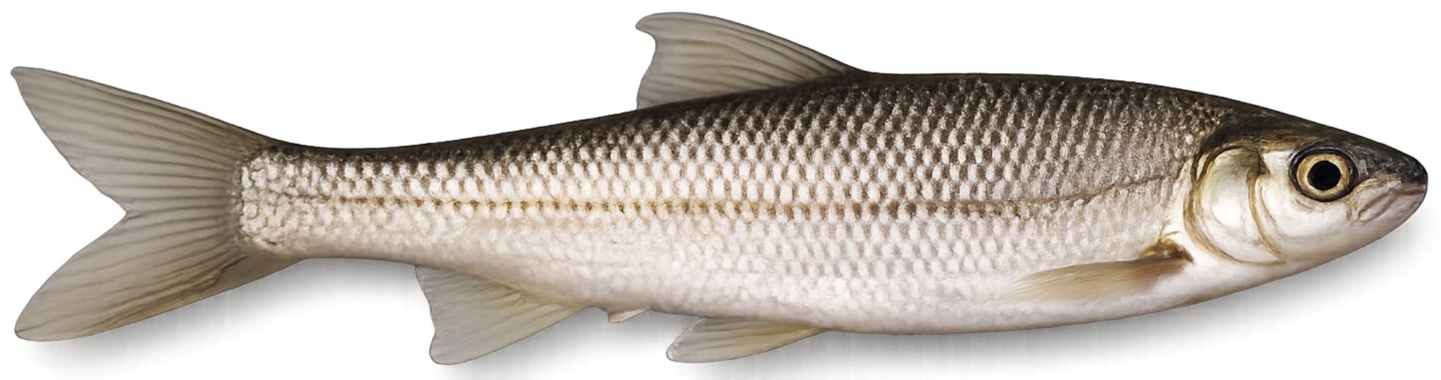 Toxostome (Parachondrostoma toxostoma)