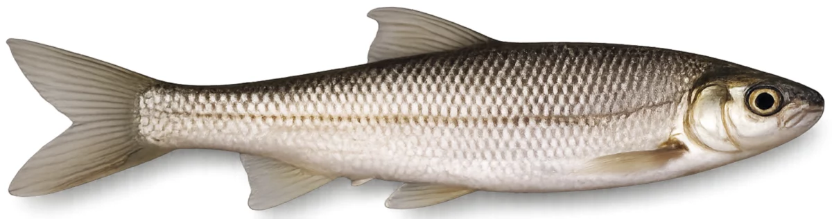 Toxostome (Parachondrostoma toxostoma)