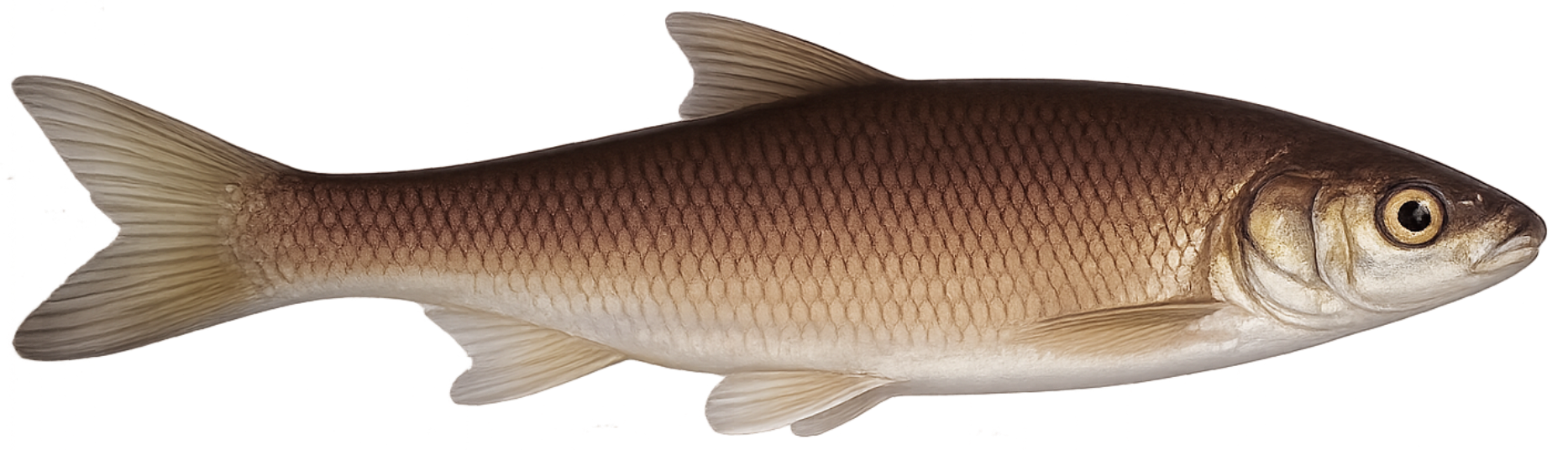 Vandoise (Leuciscus leuciscus)