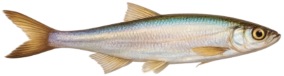 Able de Heckel (Leucaspius delineatus)