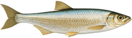 Ablette (Alburnus alburnus)