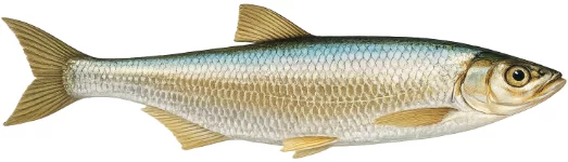 Ablette (Alburnus alburnus)