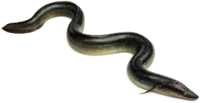 Anguille européenne (Anguilla anguilla)