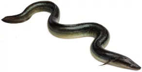 Anguille européenne (Anguilla anguilla)