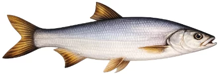 Aspe (Leuciscus aspius)