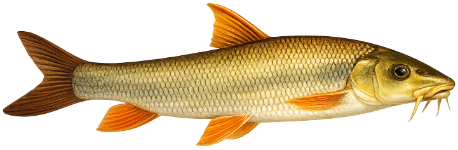 Barbeau fluviatile (Barbus barbus)