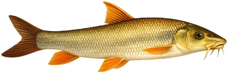 Barbeau fluviatile (Barbus barbus)