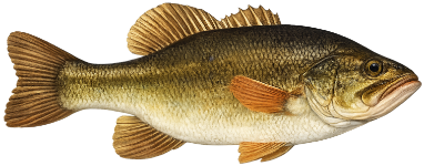 Black-bass (Micropterus salmoides)