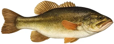 Black-bass (Micropterus salmoides)