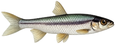 Blageon (Telestes souffia)