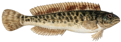 Blennie fluviatile (Salaria fluviatilis)