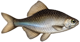 Bouvière (Rhodeus amarus)