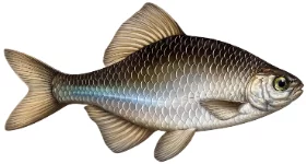 Bouvière (Rhodeus amarus)