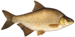 Brème commune (Abramis brama)