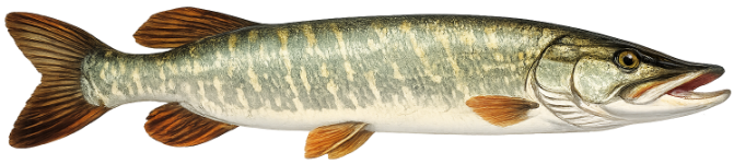 Brochet (Esox lucius)