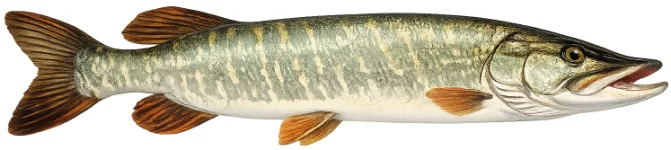 Brochet (Esox lucius)