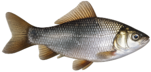 Carassin (Carassius carassius)